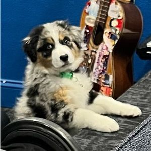 Meet your Posher, Piv